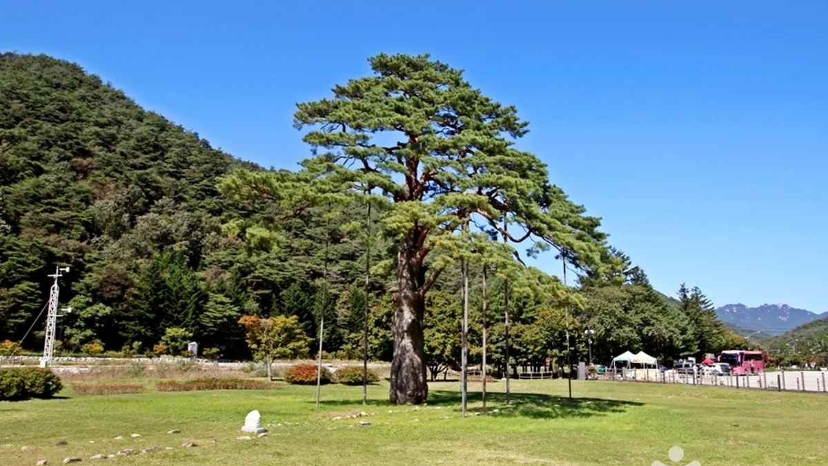 속리산 관광특구