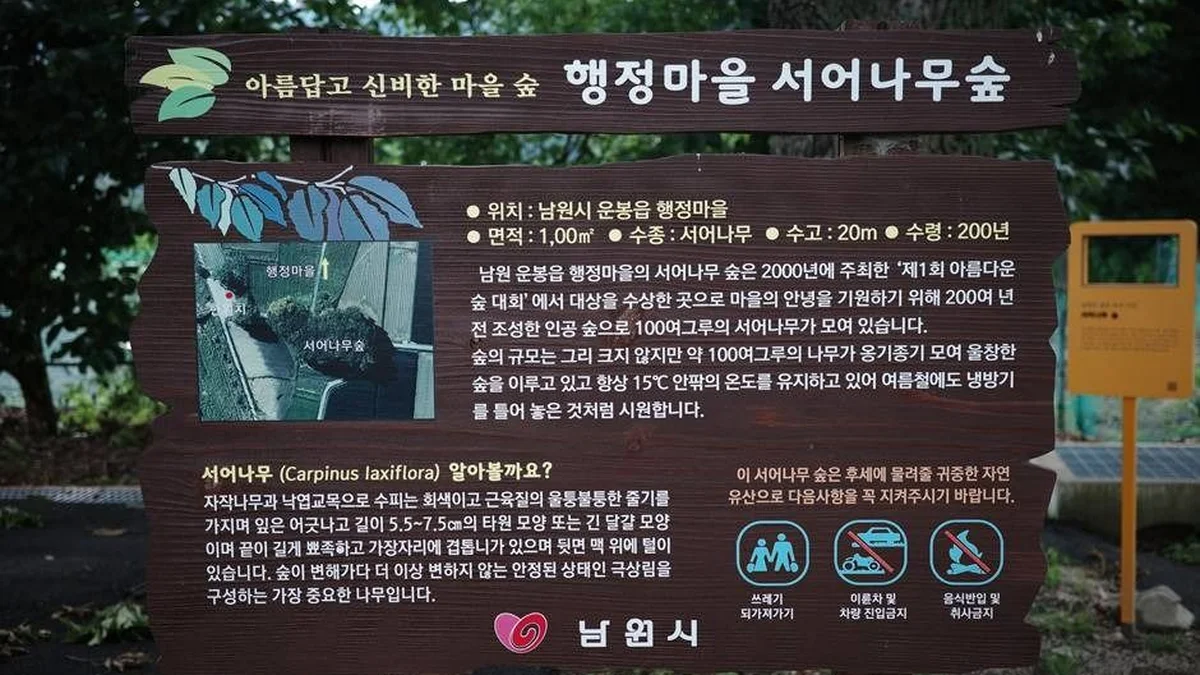 서어나무 숲