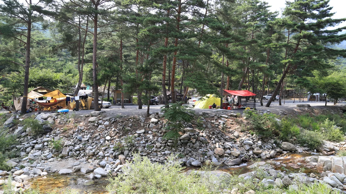 소나무와 계곡 캠핑장