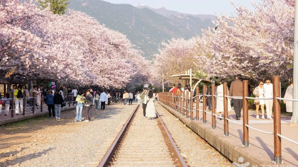 경화역 벚꽃길
