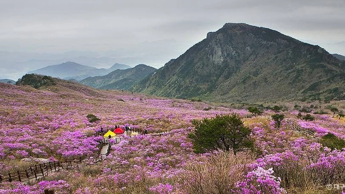 비슬산군립공원