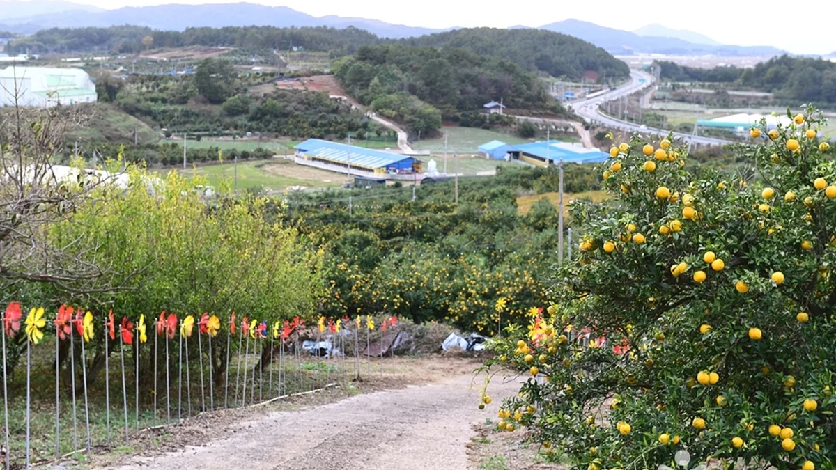 고흥 유자공원