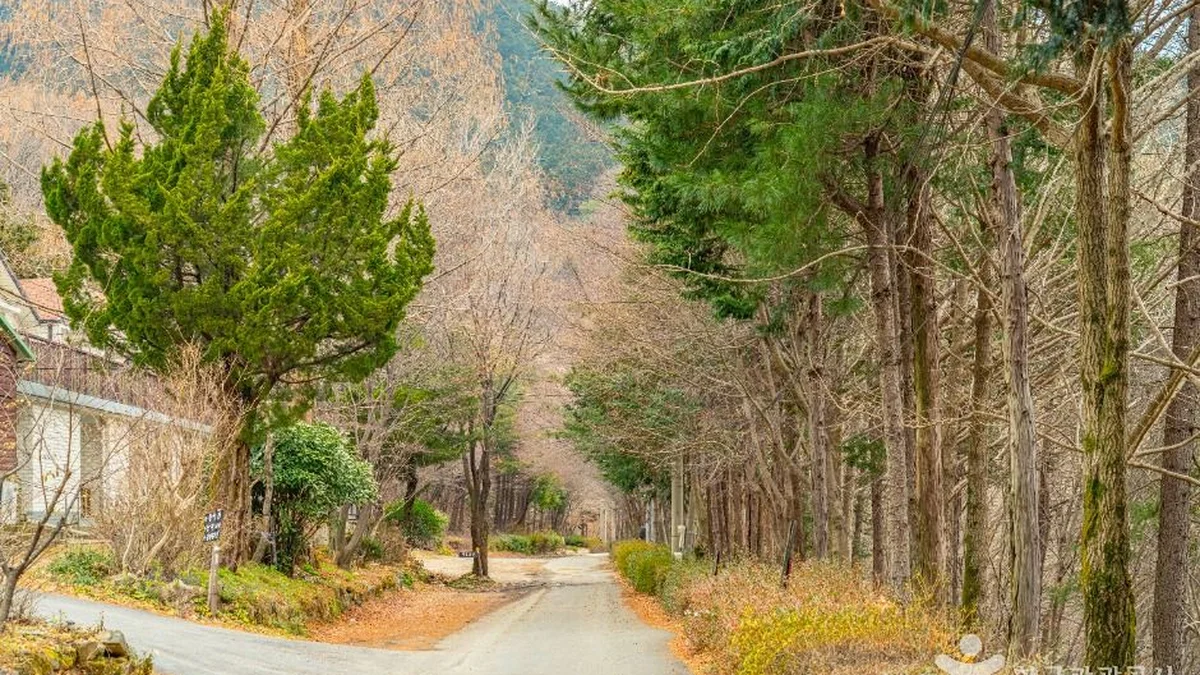 무등산편백자연휴양림