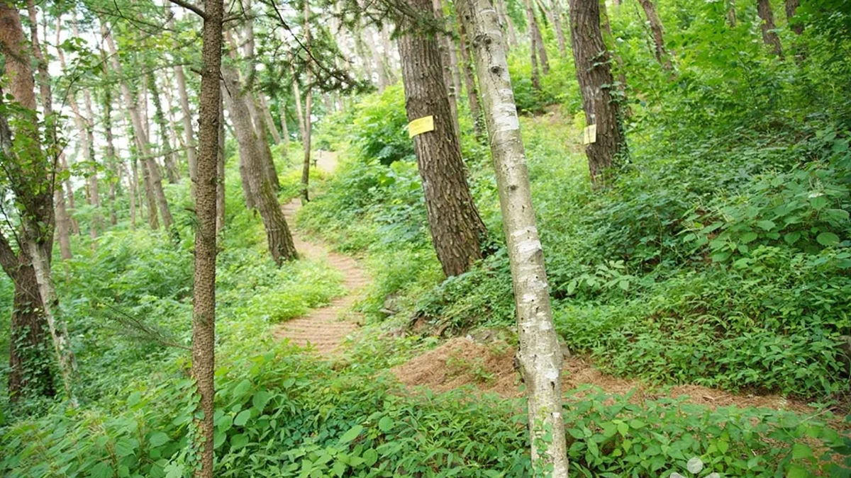 조양산(정선)