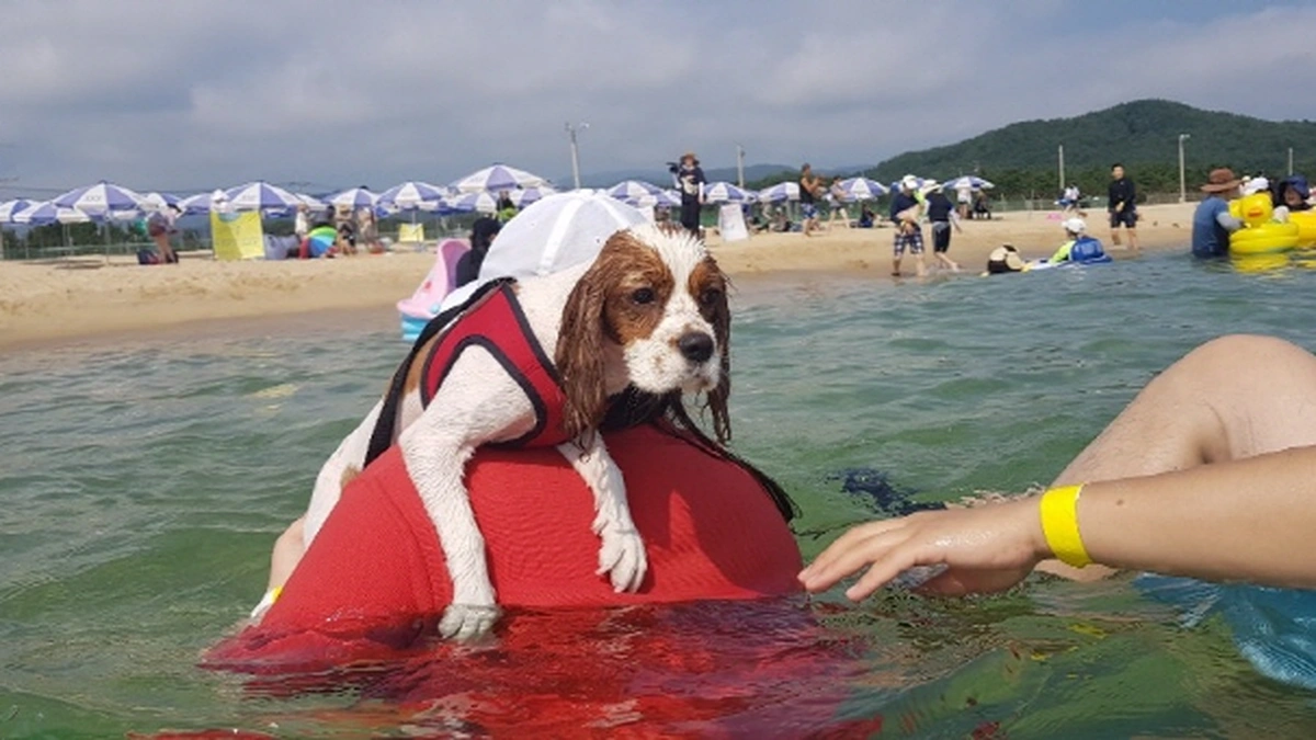 애견전용해수욕장 멍비치