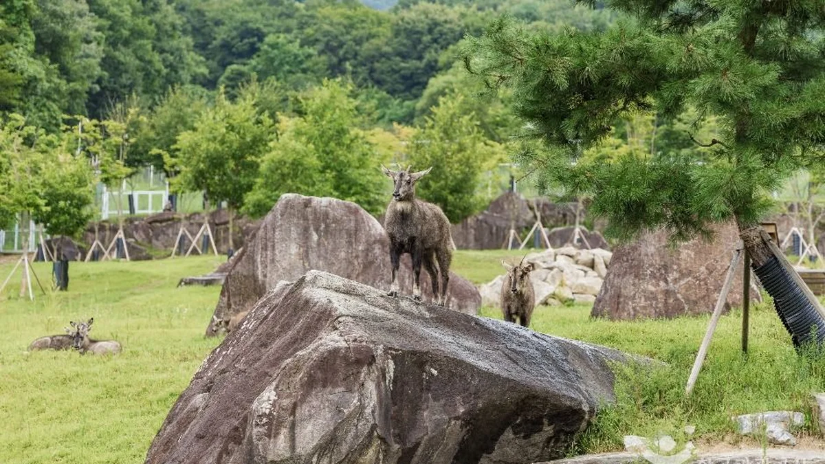 양구 산양·사향노루센터