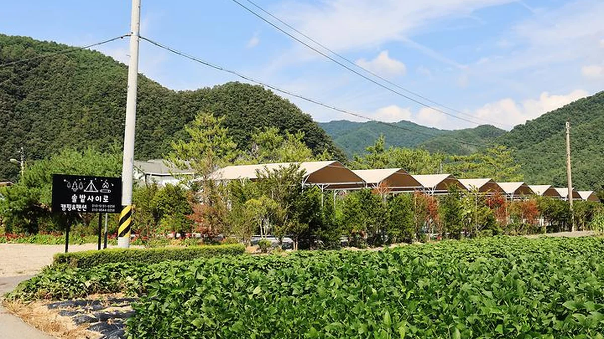 올캠프(ALL camp)