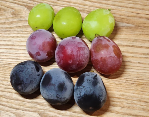 온라인 커뮤니티