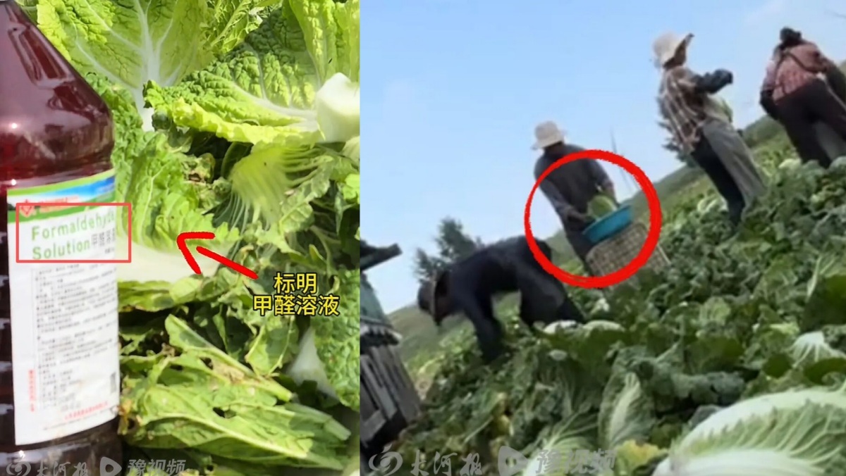 중국 배추에 ‘1군 발암물질’ 사용…식약처 “한국 수출 여부 확인 중” | 위키트리