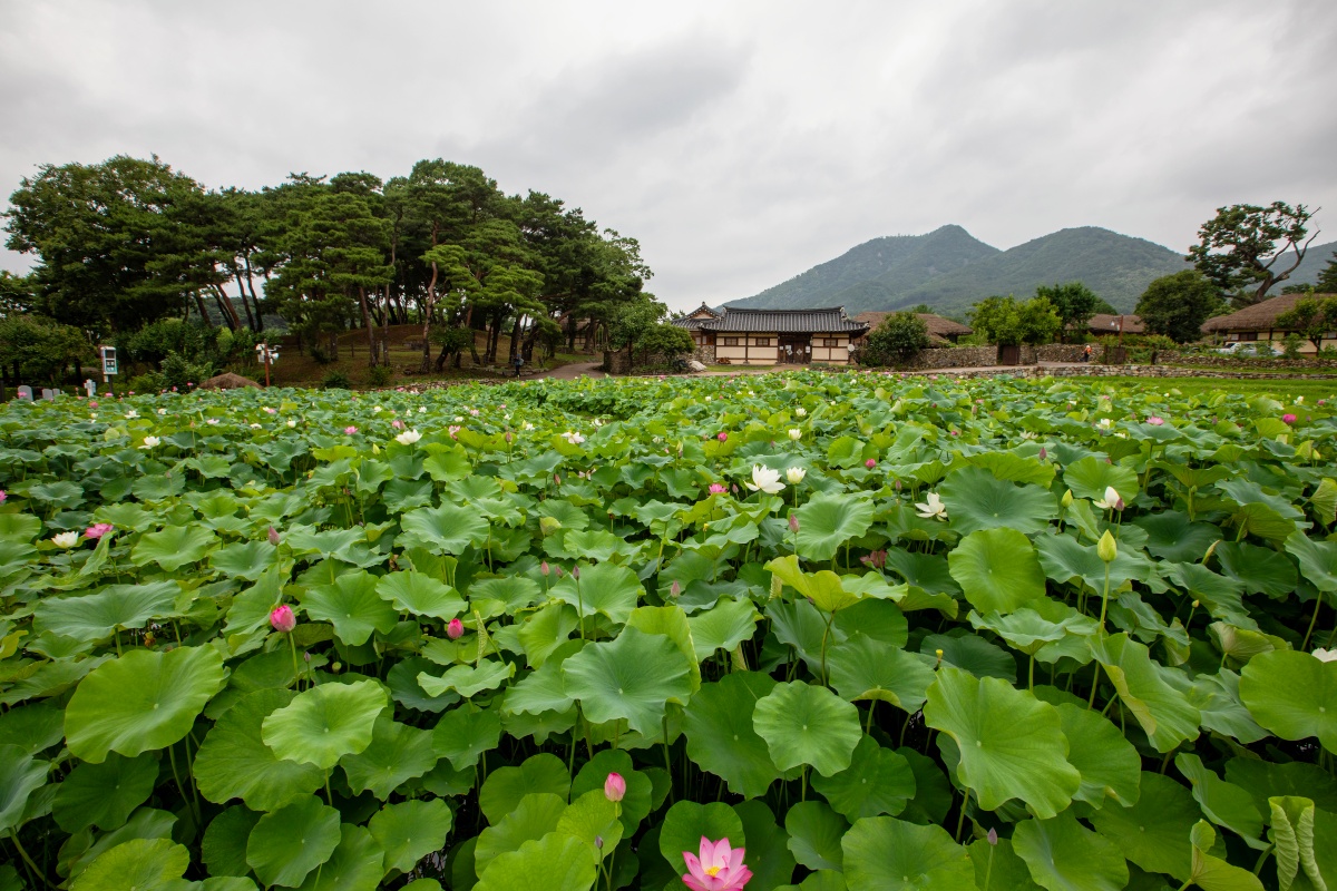 충남