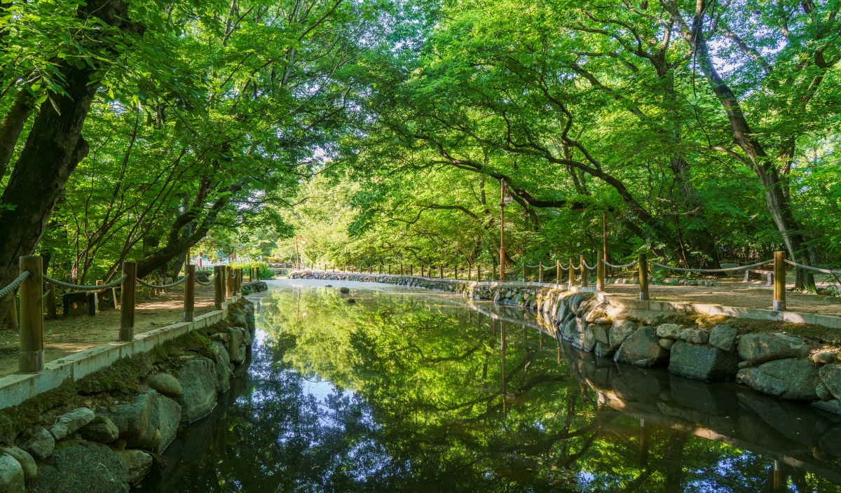버베나