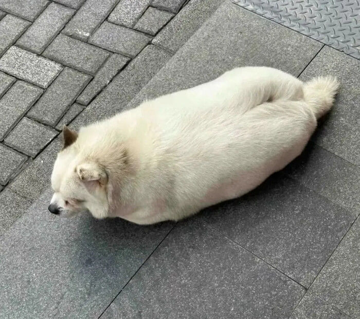 애니멀플래닛