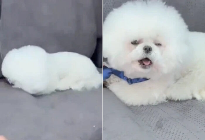 애니멀플래닛