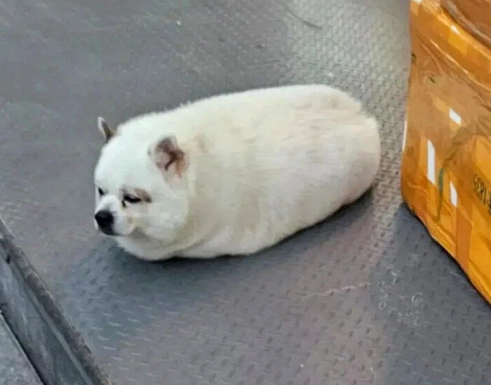 애니멀플래닛