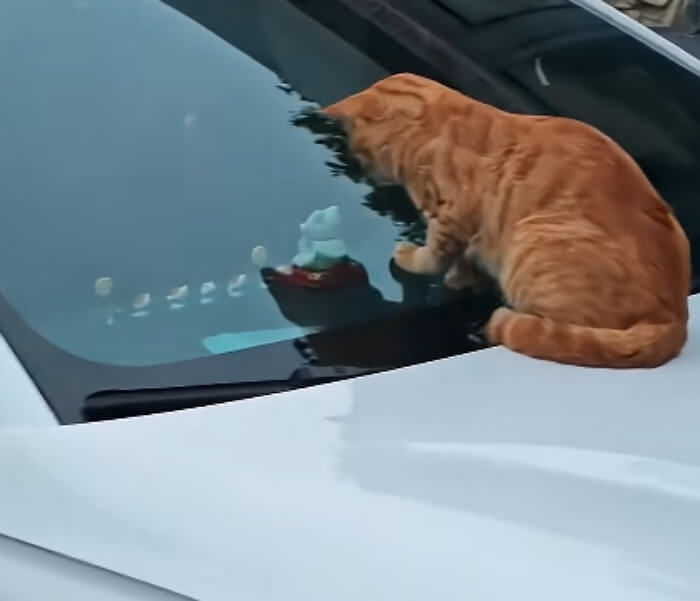 애니멀플래닛