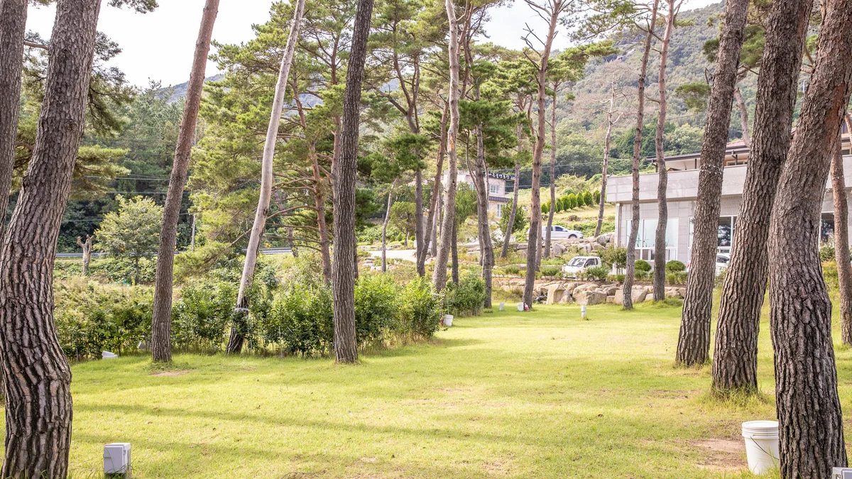 솔내음 물댄동산 야영장
