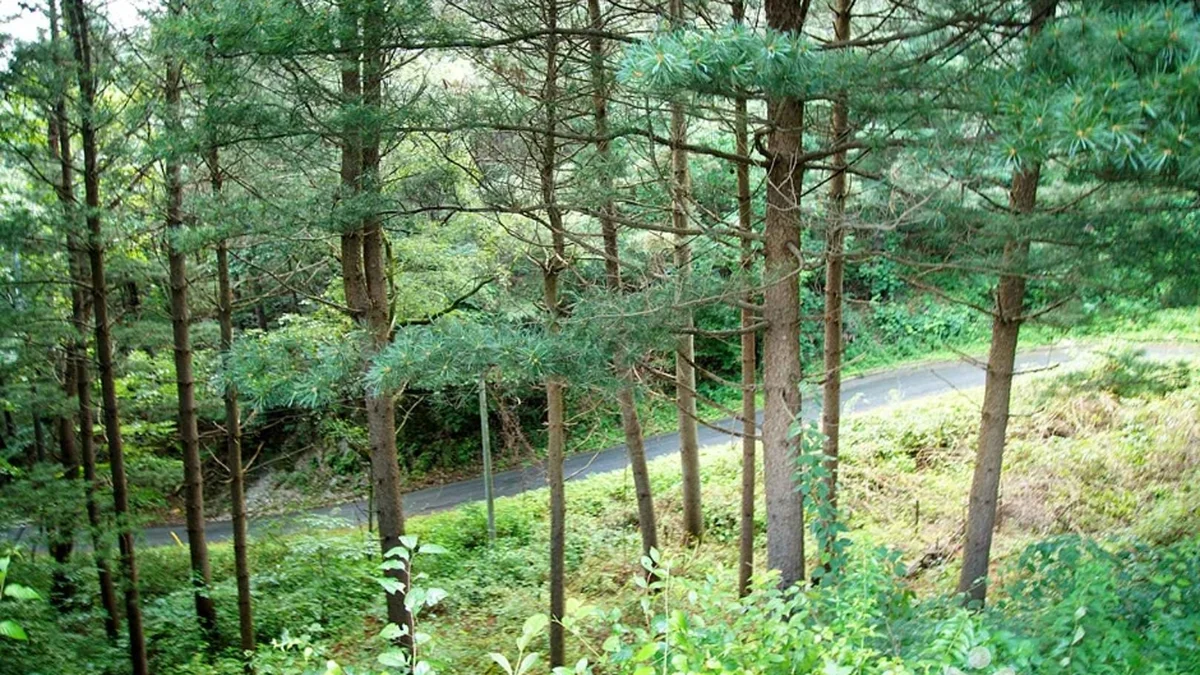 선달산(영월)