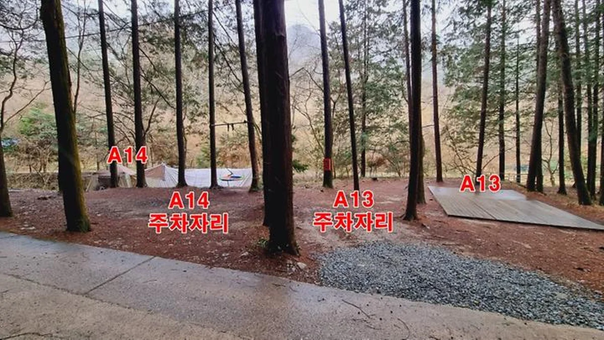 편백힐(치유의숲)