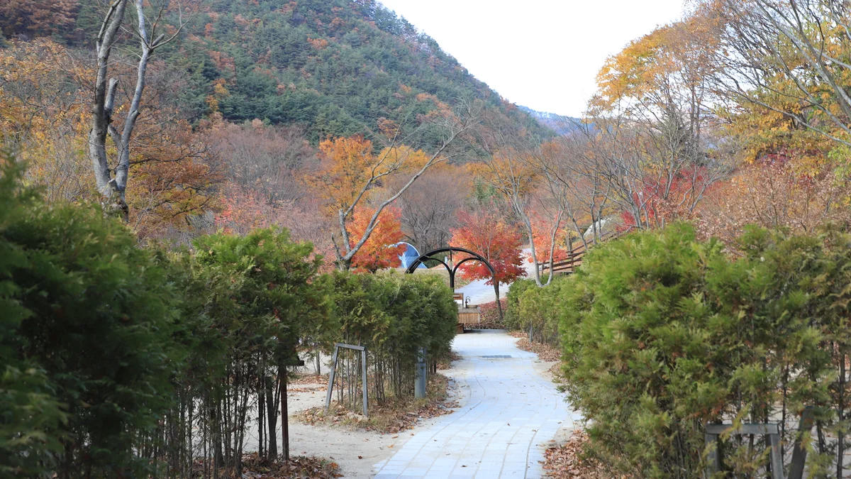 금대자동차야영장(치악산국립공원)