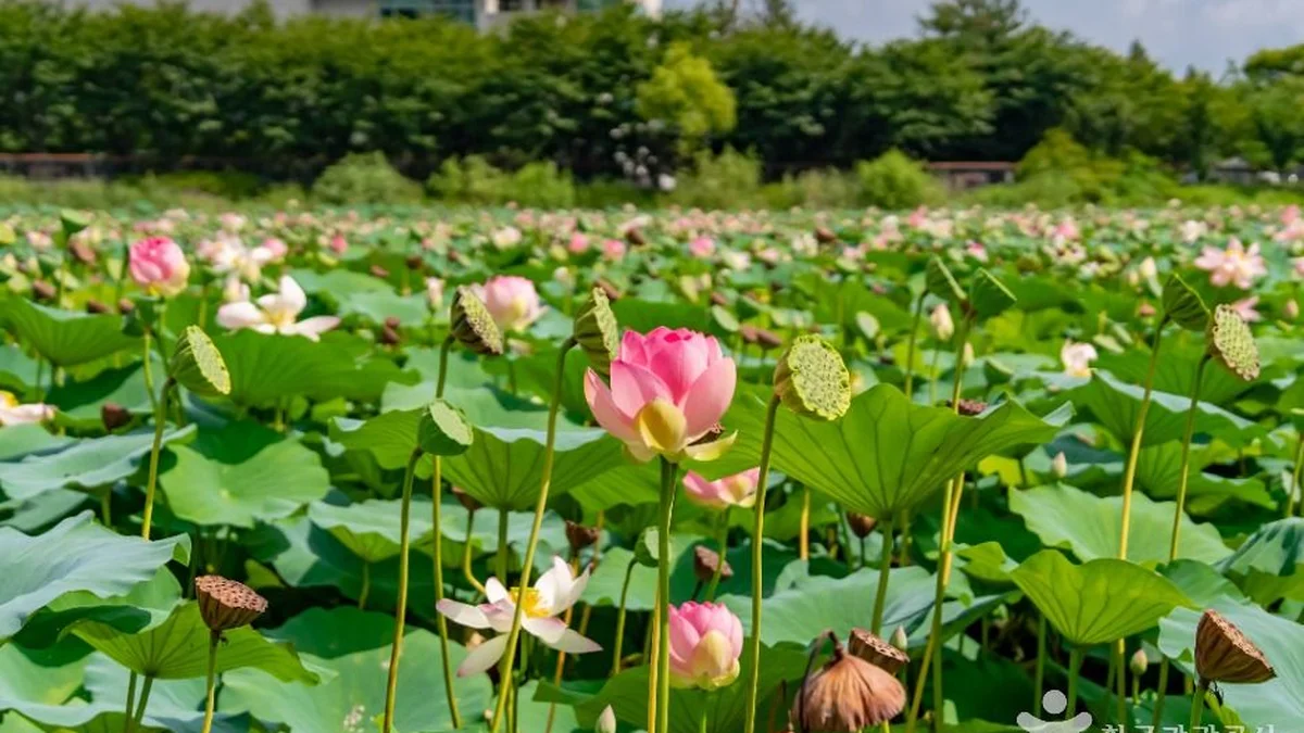 봉담호수공원