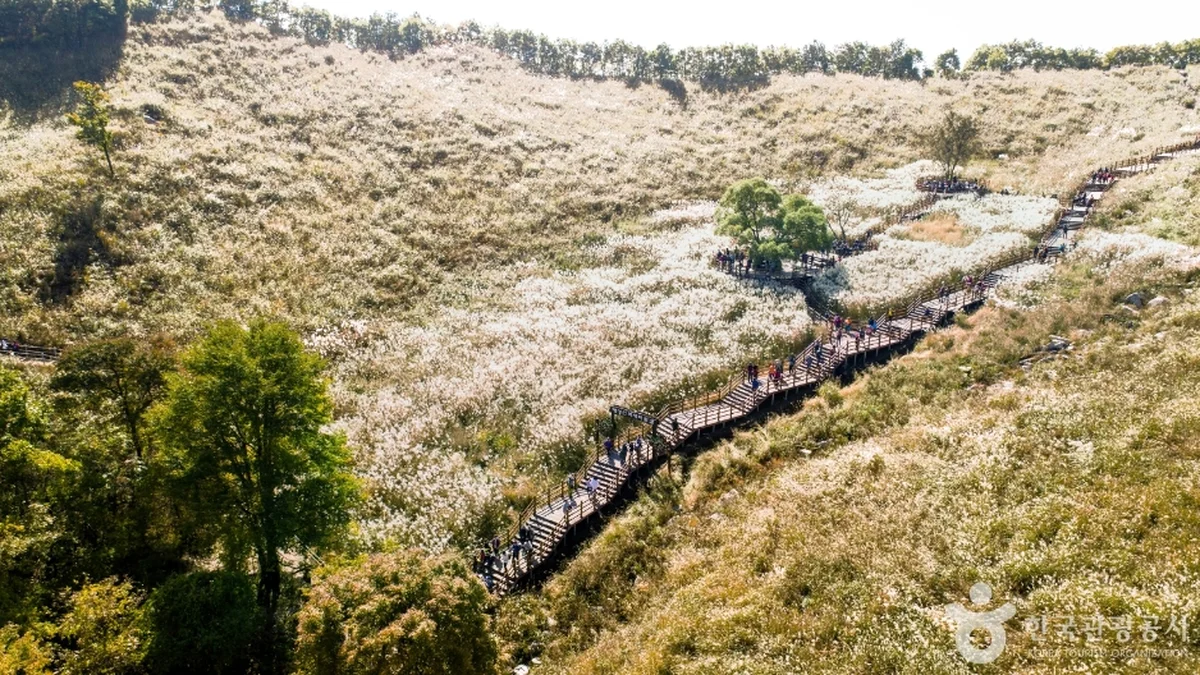 명성산억새밭