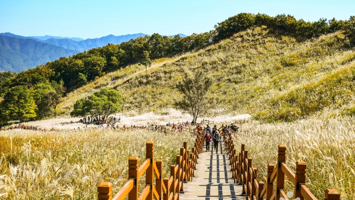 명성산억새밭