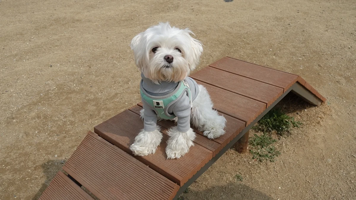 삼막애견공원