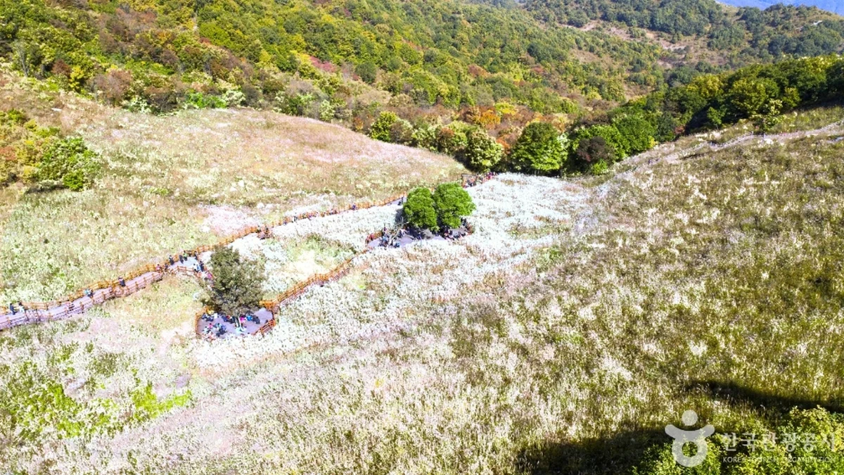 명성산억새밭