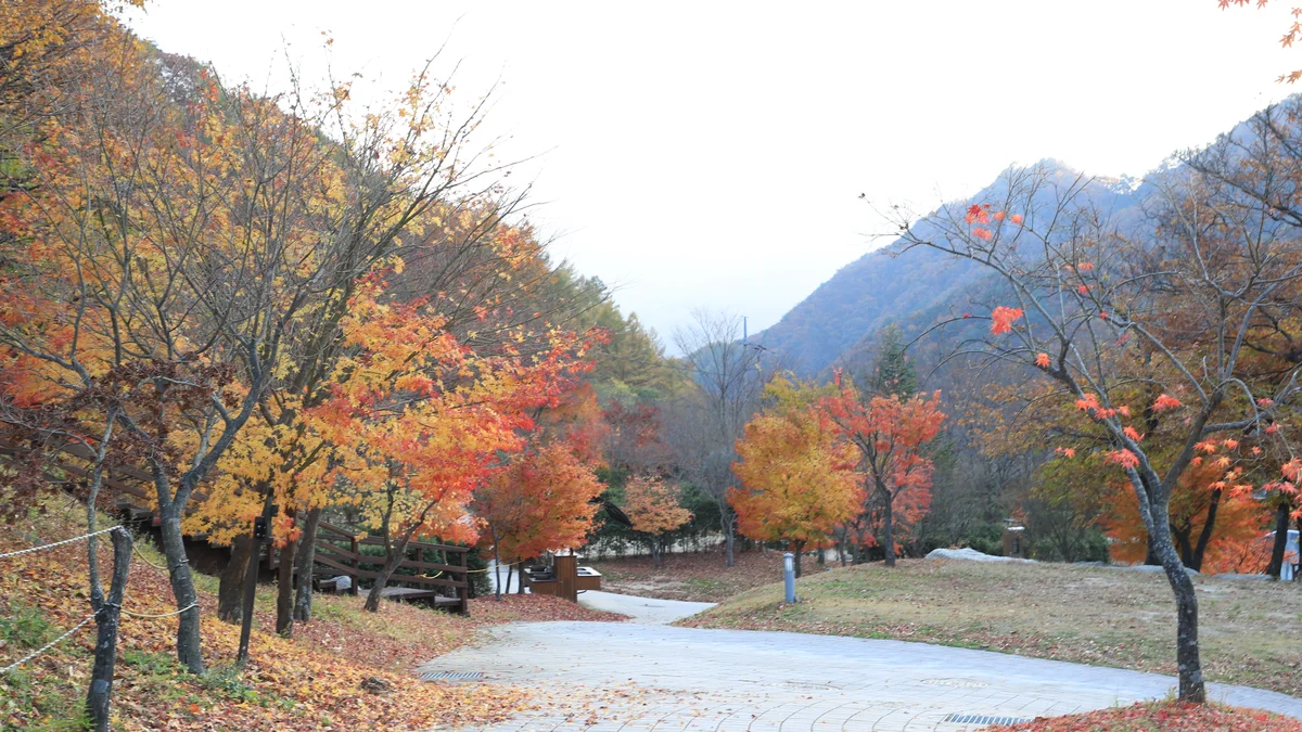 금대자동차야영장(치악산국립공원)