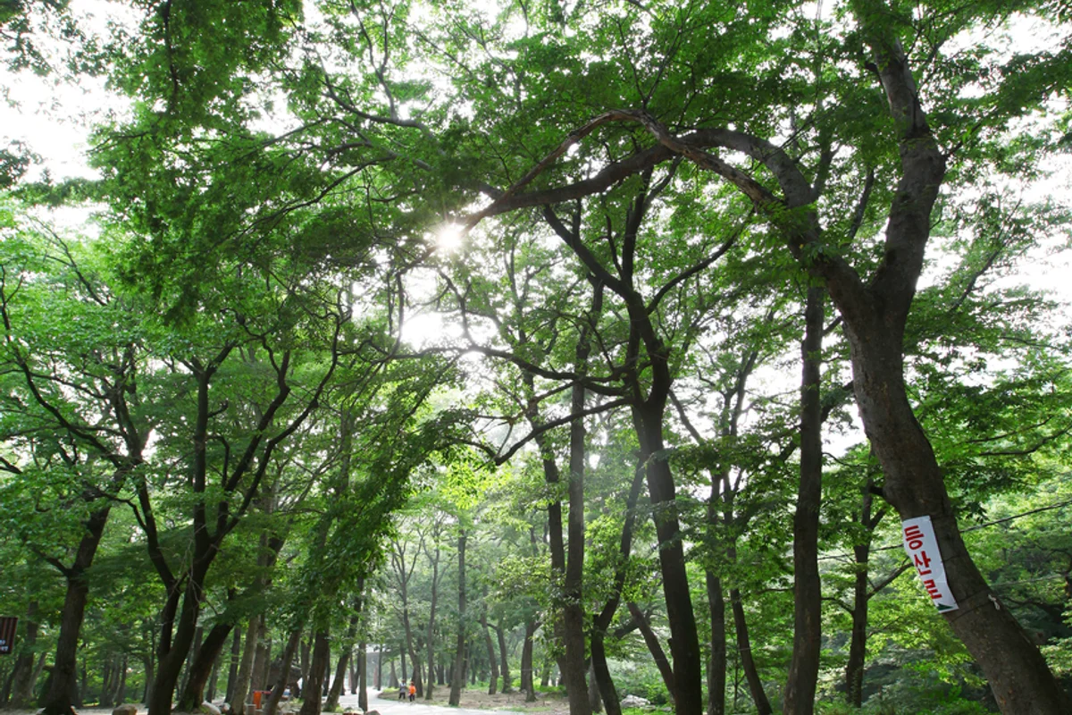 표충사 - 영남알프스여름여행 여행