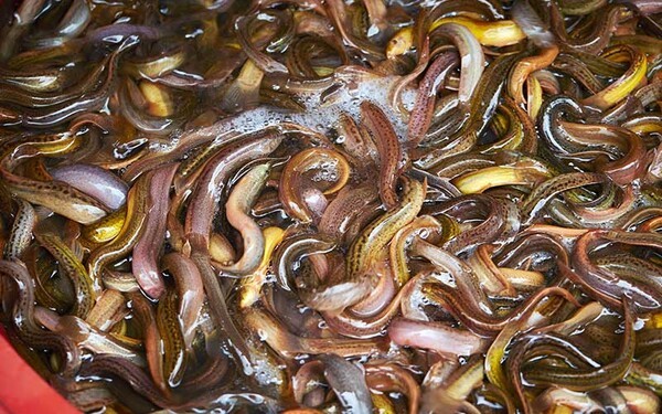moranbong