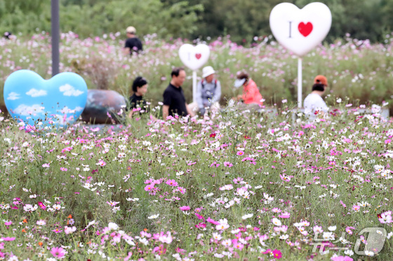 추석 연휴 마지막 날인 27일 경북 경산시 하양경관농업단지를 찾은 시민들이 코스모스를 따라 산책하며 완연한 가을을 만끽하고 있다. 2026.9.27 © 뉴스1 공정식 기자