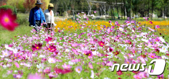 전북 전주시 자연생태체험학습원에 핀 코스모스© 뉴스1 유경석 기자