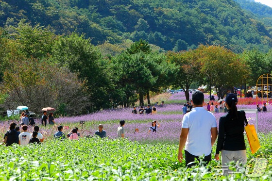 추석 연휴이자 토요일인 26일 강원 인제군 북면 용대관광지 일원에서 열린 '2026 인제 가을꽃축제'를 찾은 방문객들이 형형색색의 가을꽃을 감상하며 축제를 즐기고 있다. (인제군 제공. 재판매 및 DB 금지) 2026.9.26 © 뉴스1 한귀섭 기자