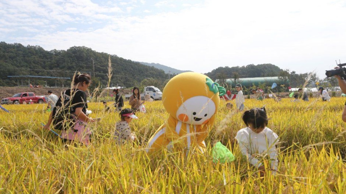 출처 : ⓒ한국관광공사 (성주가야산황금들녘메뚜기축제)