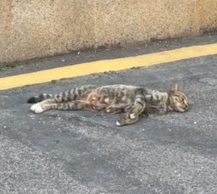 애니멀플래닛