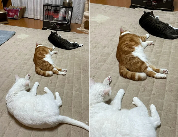 애니멀플래닛