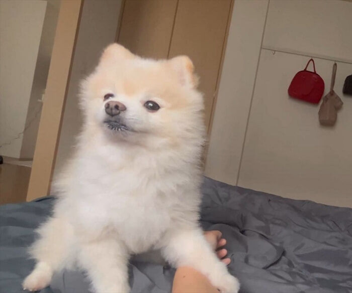 애니멀플래닛