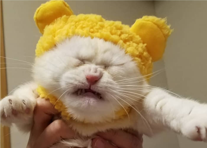 애니멀플래닛
