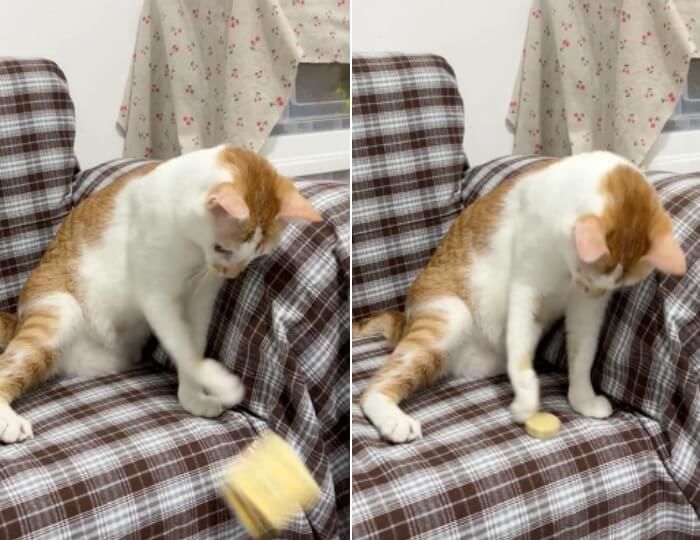 애니멀플래닛