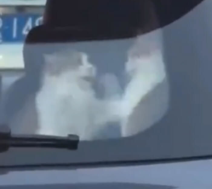애니멀플래닛