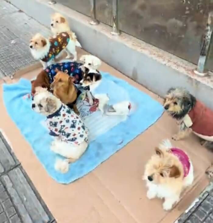애니멀플래닛