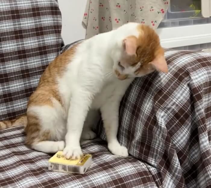 애니멀플래닛