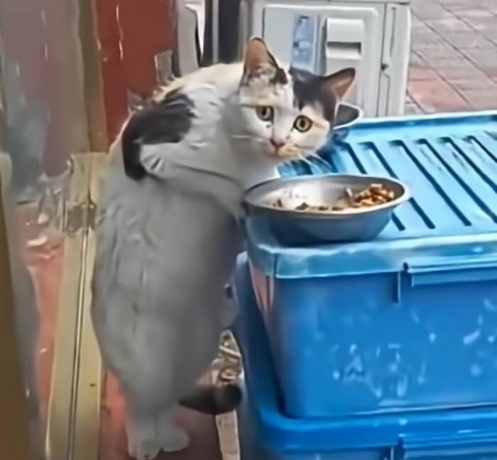 애니멀플래닛