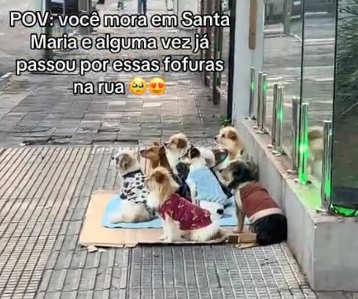 애니멀플래닛