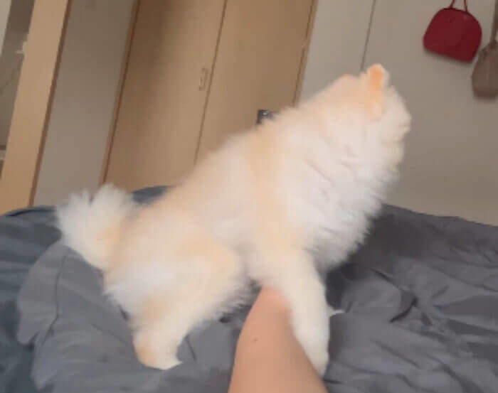 애니멀플래닛