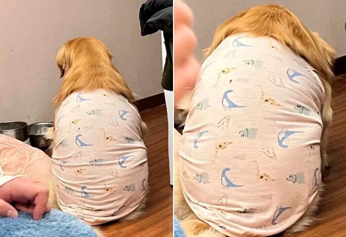애니멀플래닛