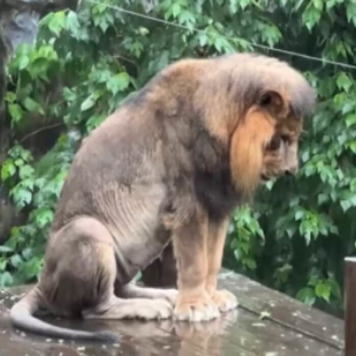 애니멀플래닛