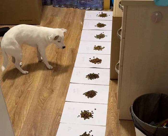 애니멀플래닛