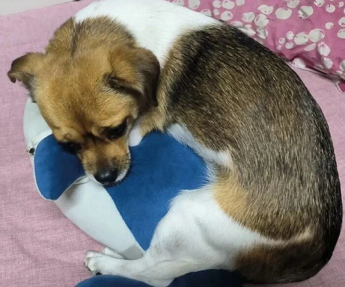 애니멀플래닛